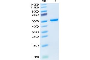 SDS-PAGE (SDS) image for Tumor Necrosis Factor (Ligand) Superfamily, Member 18 (TNFSF18) (AA 47-173) protein (Fc Tag) (ABIN7274684)