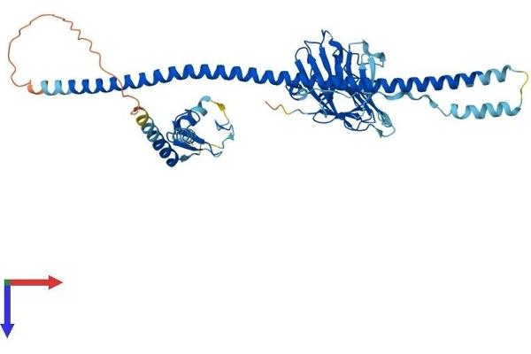 TRIML1 Protein (AA 1-468) (His tag)