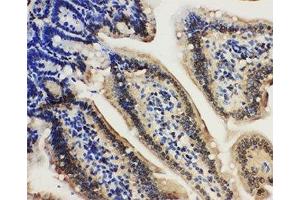 IHC-P: Lamin A/C antibody testing of mouse intestine tissue (Lamin A/C 抗体  (AA 455-469))