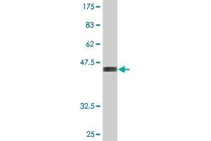Western Blot detection against Immunogen (43. (PTGES3 抗体  (AA 1-160))