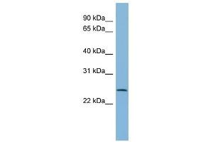 CXORF26 antibody used at 1 ug/ml to detect target protein. (CXorf26 抗体  (Middle Region))