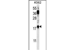 Western blot analysis in K562 cell line lysates (35ug/lane). (Parathymosin 抗体  (C-Term))