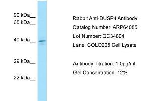Western Blotting (WB) image for anti-Dual Specificity Phosphatase 4 (DUSP4) (C-Term) antibody (ABIN2789728) (DUSP4 抗体  (C-Term))