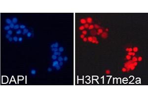 Immunofluorescence (IF) image for anti-Histone 3 (H3) (H3R17me) antibody (ABIN3023283)