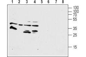Western blot analysis of human HL-60 promyelocytic leukemia (lanes 1 and 4), human THP-1 acute monocytic leukemia (lanes 2 and 6), human T-84 colorectal carcinoma (lanes 3 and 7) and human U-87 MG glioblastoma (lanes 4 and 8) cell lysates: - 1-4. (FPR1 抗体  (2nd Extracellular Loop))