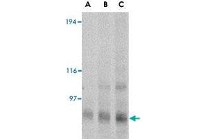 Western blot analysis of GRIK4 in rat brain tissue lysate with GRIK4 polyclonal antibody  at (A) 0. (GRIK4 抗体  (N-Term))