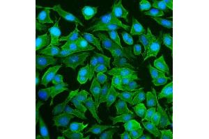 IF analysis of NEAS/SPTAN1 using anti-NEAS/SPTAN1 antibody (ABIN7600436).