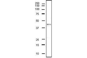 Western Blotting (WB) image for anti-CD40 (CD40) (Extracellular Domain) antibody (ABIN2451933) (CD40 抗体  (Extracellular Domain))