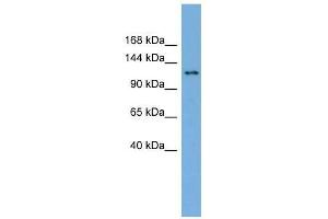 SEC23IP antibody used at 0. (SEC23IP 抗体  (N-Term))