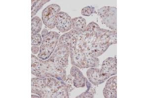Immunohistochemical analysis of (ABIN391458 and ABIN2841434) on paraffin-embedded Human placenta tissue.