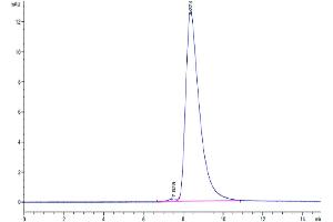 Size-exclusion chromatography-High Pressure Liquid Chromatography (SEC-HPLC) image for Platelet Factor 4 Variant 1 (PF4V1) (AA 31-104) protein (Fc Tag) (ABIN7274445)