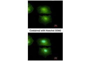 ICC/IF Image Immunofluorescence analysis of methanol-fixed A549, using IL16, antibody at 1:500 dilution. (IL16 抗体  (C-Term))