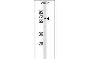 TULP1 Antibody (Center) (ABIN1537977 and ABIN2848730) western blot analysis in WiDr cell line lysates (35 μg/lane). (TULP1 抗体  (AA 184-211))