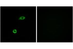 Immunofluorescence analysis of A549 cells, using OR1B1 Antibody. (OR1B1 抗体  (AA 161-210))