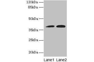 Western blot All lanes: KLHDC8A antibody at 0. (KLHDC8A 抗体  (AA 1-350))