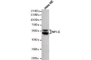 Western blot detection of NFIC in Hela NE cell lysates using NFIC mouse mAb (1:200 diluted). (NFIC 抗体)
