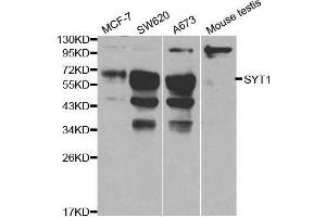 Western blot analysis of extracts of various cell lines, using SYT1 antibody. (SYT1 抗体  (AA 1-422))