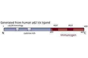 Image no. 1 for anti-p62 Lck Ligand (AA 257-437) antibody (ABIN968203) (p62 Lck Ligand (AA 257-437) 抗体)