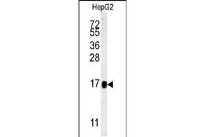 Western blot analysis in HepG2 cell line lysates (15ug/lane). (BLOC1S2 抗体  (AA 14-40))