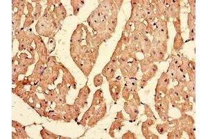 Immunohistochemistry of paraffin-embedded human heart tissue using ABIN7156142 at dilution of 1:100 (IPO13 抗体  (AA 501-700))
