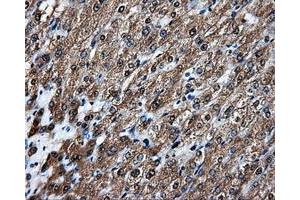 Image no. 4 for anti-Amyloid beta (A4) Precursor Protein (APP) antibody (ABIN1496876) (APP 抗体)