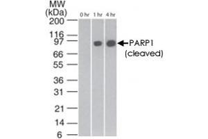 Western blot analysis of cleaved PARP1 in staurosporin-treated Jurkat cells at various time points, using PARP1 monoclonal antibody, clone 194C1439  at 2 ug/mL . (PARP1 抗体  (Cleavage Site))