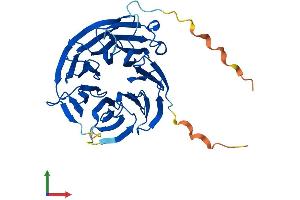 AlphaFold protein structure predicition of Human Recombinant WDR77 Protein, UniprotID Q9BQA1