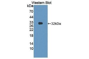 Western Blotting (WB) image for anti-Semaphorin 7A, GPI Membrane Anchor (John Milton Hagen Blood Group) (SEMA7A) (AA 318-566) antibody (ABIN1870746) (SEMA7A 抗体  (AA 318-566))