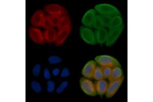 ABIN7095259 and ABIN7099316 staining Hela cells(45 min of heat-shock treatment) by IF/ICC. (OLFML1 抗体)