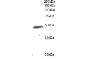 Image no. 1 for anti-Neutrophil Cytosol Factor 1 (NCF1) (C-Term) antibody (ABIN374079)