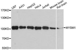 Western blot analysis of extracts of various cell lines, using MYSM1 antibody. (MYSM1 抗体  (C-Term))