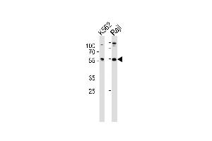 Western blot analysis of lysates from K562, Raji cell line (from left to right), using HCLS1 Antibody (C-term) (ABIN657959 and ABIN2846904). (HCLS1 抗体  (C-Term))