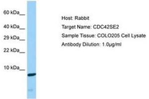 Image no. 1 for anti-CDC42 Small Effector 2 (CDC42SE2) (C-Term) antibody (ABIN6750169) (CDC42SE2 抗体  (C-Term))