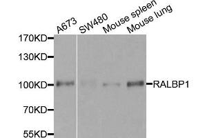 Western blot analysis of extracts of various cell lines, using RALBP1 antibody (ABIN5970488) at 1/500 dilution. (RALBP1 抗体)