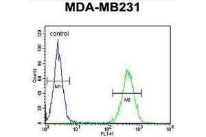 ST7 Antibody (Center) flow cytometric analysis of MDA-MB231 cells (right histogram) compared to a negative control cell (left histogram). (ST7 抗体  (Middle Region))