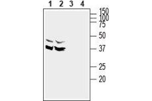 Western blot analysis of rat (lanes 1 and 3) and mouse (lanes 2 and 4) brain lysates: - 1,2. (SYNDIG1 抗体  (Intracellular, N-Term))