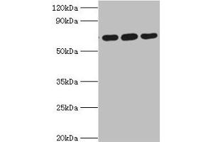 Western blot All lanes: ATAD3A antibody at 4 μg/mL Lane 1: A549 whole cell lysate Lane 2: Mouse spleen tissue Lane 3: Mouse liver tissue Secondary Goat polyclonal to rabbit IgG at 1/10000 dilution Predicted band size: 72, 67, 58 kDa Observed band size: 72 kDa