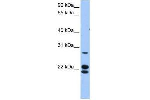 LOC732272 antibody used at 0. (LOC732272 抗体  (N-Term))