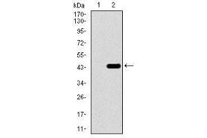 Image no. 2 for anti-T Brachyury Protein antibody (ABIN1491210) (T Brachyury Protein 抗体)