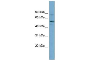 WB Suggested Anti-SNTG1 Antibody Titration: 0. (Syntrophin gamma 1 抗体  (Middle Region))