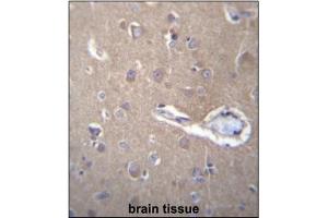 Immunohistochemistry analysis in Formalin Fixed, Paraffin Embedded Human brain tissue stained with SEC62 antibody (C-term) followed by peroxidase conjugation of the secondary antibody and DAB staining. (SEC62 抗体  (N-Term))