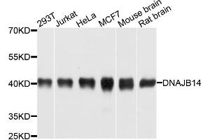 Western blot analysis of extracts of various cell lines, using DNAJB14 antibody. (DNAJB14 抗体)