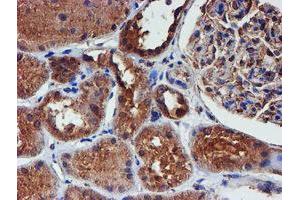 Immunohistochemical staining of paraffin-embedded Human Kidney tissue using anti-IDS mouse monoclonal antibody. (IDS 抗体)
