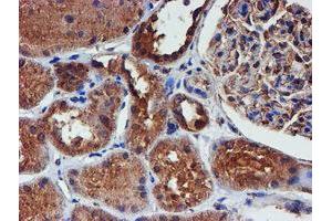 Immunohistochemical staining of paraffin-embedded Human Kidney tissue using anti-IDS mouse monoclonal antibody.