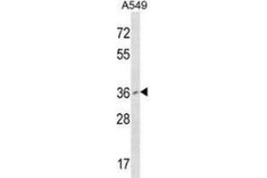 Western blot analysis in A549 cell line lysates (35ug/lane) using RNF110 / PCGF2  Antibody . (PCGF2 抗体  (Middle Region))
