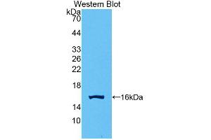 Western blot analysis of recombinant Human GDF15. (GDF15 抗体  (AA 195-308))