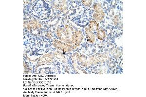 Rabbit Anti-FZD7 Antibody  Paraffin Embedded Tissue: Human Kidney Cellular Data: Epithelial cells of renal tubule Antibody Concentration: 4. (FZD7 抗体  (C-Term))