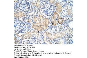 Rabbit Anti-FZD7 Antibody  Paraffin Embedded Tissue: Human Kidney Cellular Data: Epithelial cells of renal tubule Antibody Concentration: 4.