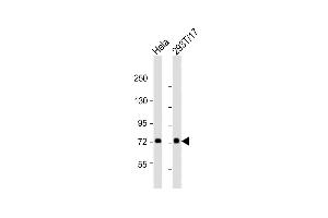 All lanes : Anti-CN2 Antibody (Center) at 1:2000 dilution Lane 1: Hela whole cell lysates Lane 2: 293T/17 whole cell lysates Lysates/proteins at 20 μg per lane. (Calpain 2 抗体  (AA 301-335))