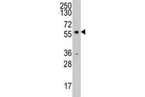 Western blot analysis of Cyclin A2 antibody and K562 lysate. (Cyclin A 抗体  (AA 51-84))